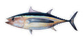 Albacore tuna - 8"