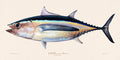 Albacore Tuna Illustration 114
