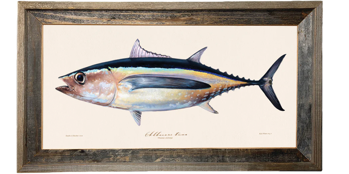 Albacore Tuna Illustration 114
