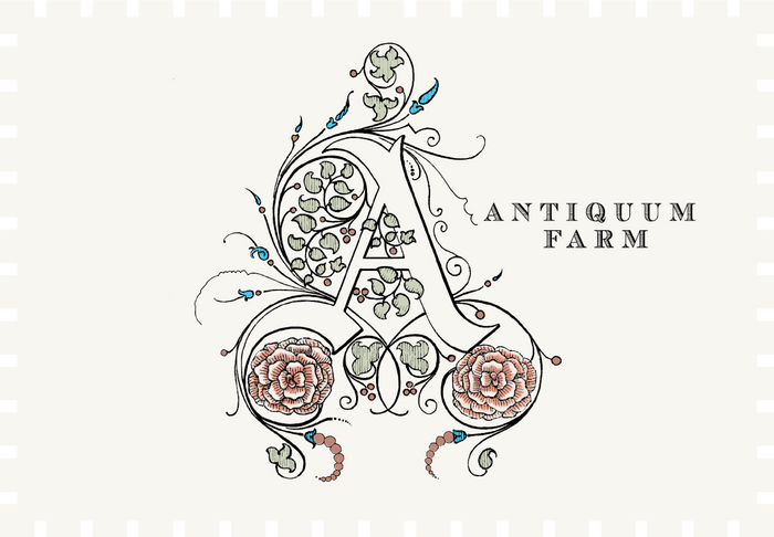 Antiquum Farm Aurosa Rose 2024