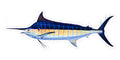Blue Marlin - 9"