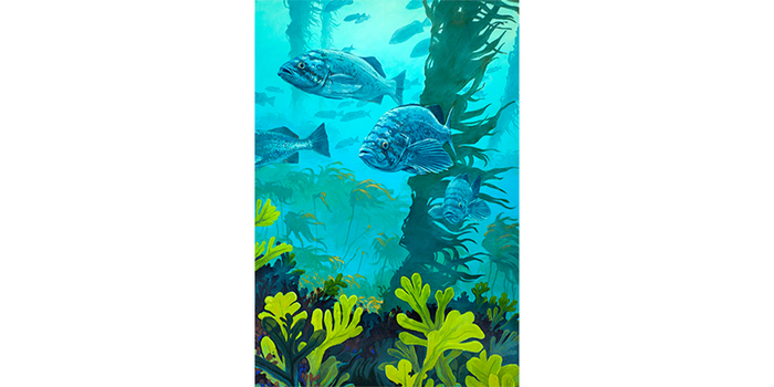 Blue Rockfish in Kelp Bed