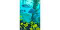 Blue Rockfish in Kelp Bed