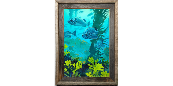 Blue Rockfish in Kelp Bed