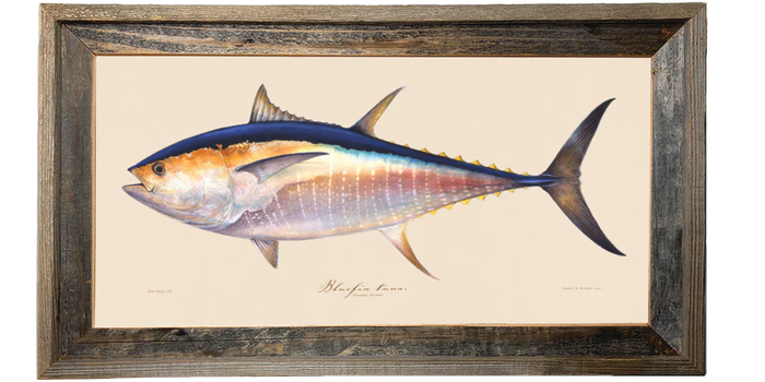 Bluefin Tuna Illustration 118