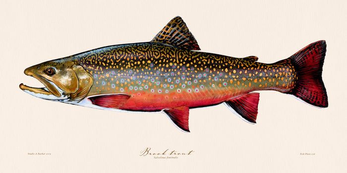 Brook Trout Illustration