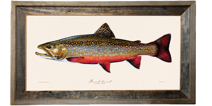 Brook Trout Illustration