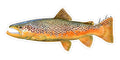 Brown trout - 8"