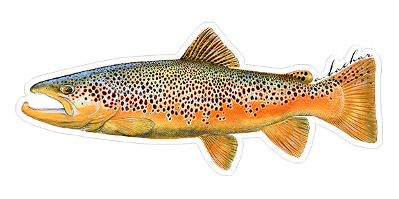 Brown trout - 8"