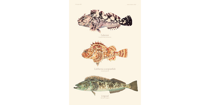 Cabezon, Sculpin, Lingcod 307