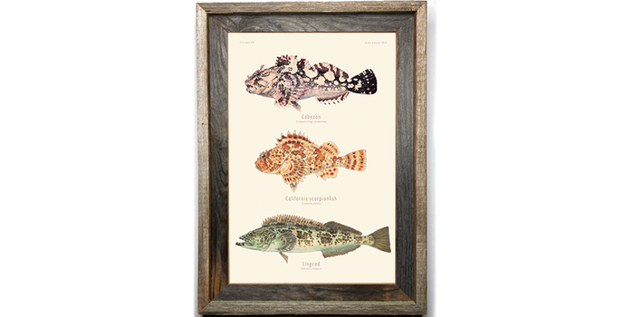 Cabezon, Sculpin, Lingcod 307