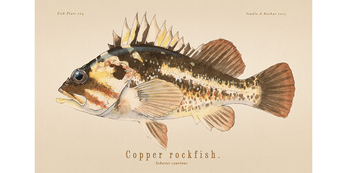 Copper Rockfish