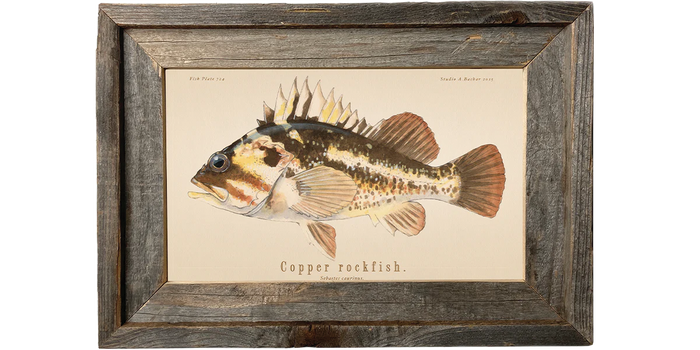 Copper Rockfish