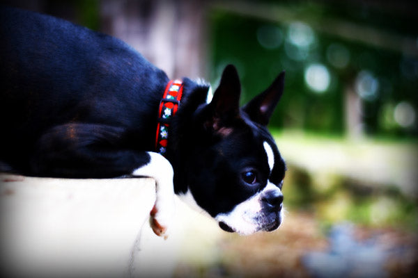 Daisy Dog Harness