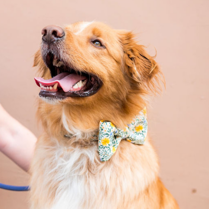Fluffy retriever dog wearing a light colored bow tie patterned with yellow daisies and leaves, looking up happily with mouth open and tongue out.