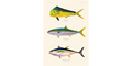 Dorado, Yellowtail, Yellowfin Tuna 304