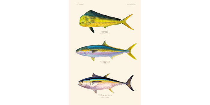 Dorado, Yellowtail, Yellowfin Tuna 304