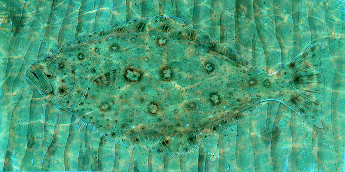 Halibut Sand Camouflage