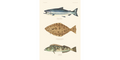 King Salmon, California Halibut, Lingcog 302