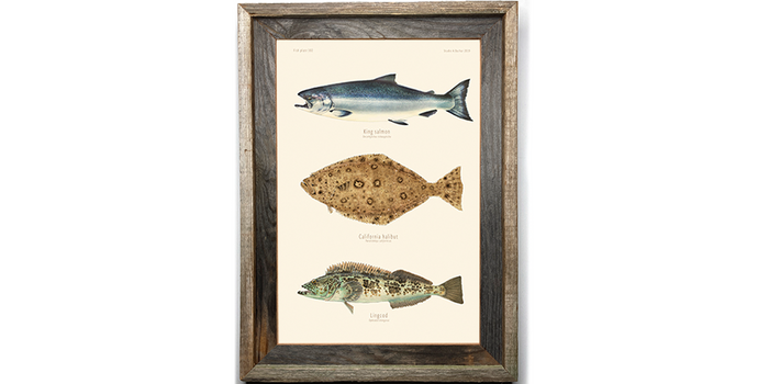 King Salmon, California Halibut, Lingcog 302