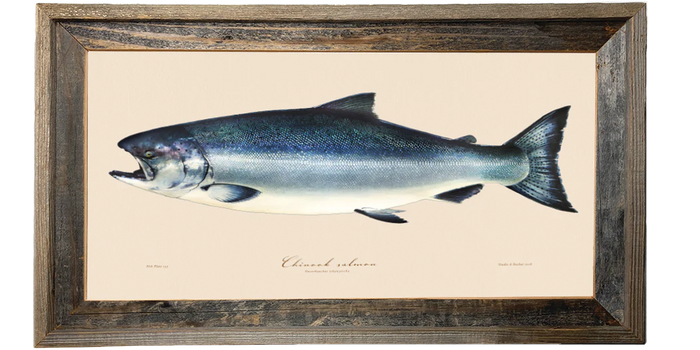 King Salmon Illustration 123