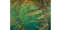 La Jolla White Seabass 18x24 Fine Art Print (200 editions)