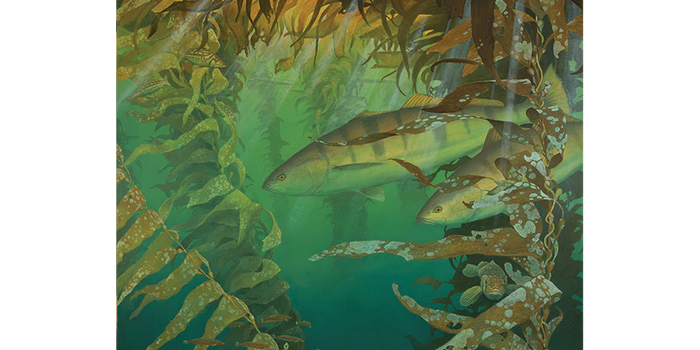 La Jolla White Seabass 18x24 Fine Art Print (200 editions)