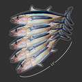 Mini Albacore Tuna Stickers (Pack of 5)