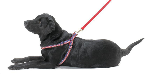 Nuts Dog Harness