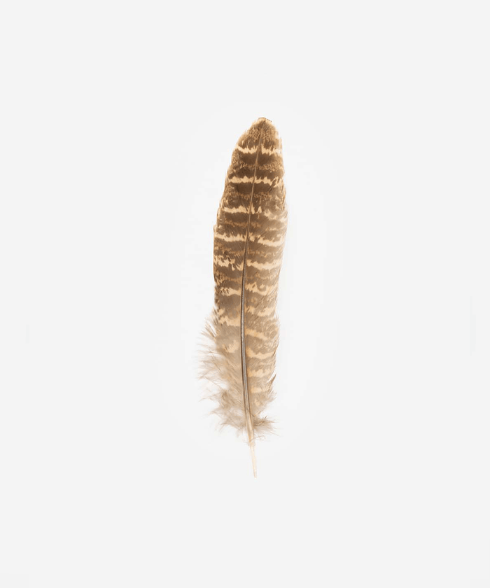 A brown and cream colored greater prairie chicken hat feather on a plain background #color_brown-cream