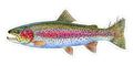 Rainbow Trout - 8"