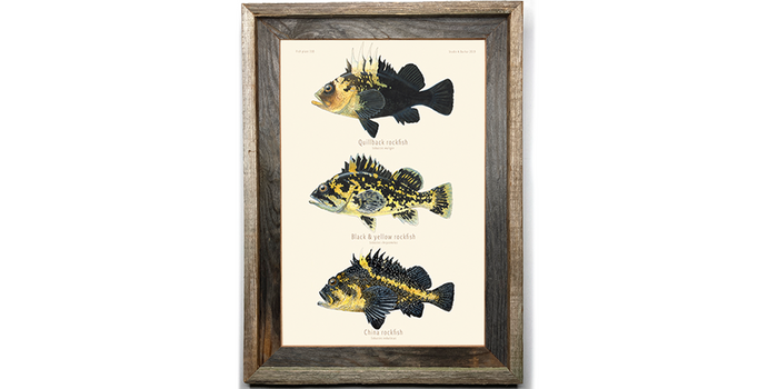 Rockfish  - Quillback, Black & Yellow, China 310
