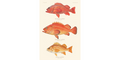 Rockfish - Vermillion, Yelloweye, Canary Art Print 309