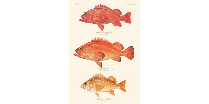 Rockfish - Vermillion, Yelloweye, Canary Art Print 309