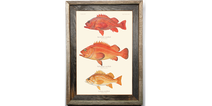 Rockfish - Vermillion, Yelloweye, Canary Art Print 309