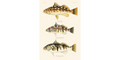 Salt bass - Calico, Spotty, Barred Sand 311