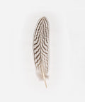 A white and dark brown colored hat feather on a white background #color_white-dark brown