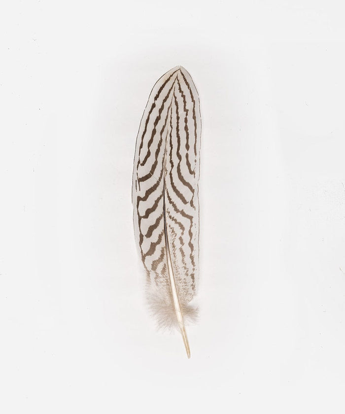 A white and dark brown colored hat feather on a white background #color_white-dark brown