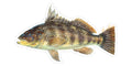 Spotted Bay Bass - 6.5"