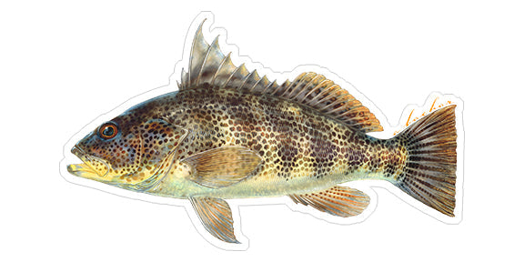 Spotted Bay Bass - 6.5"