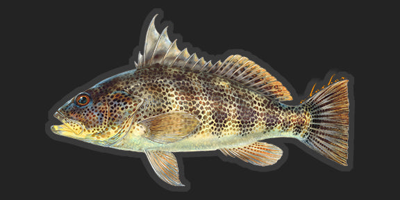 Spotted Bay Bass - 6.5"