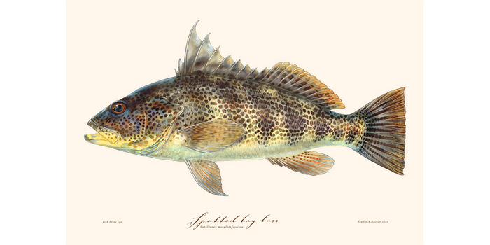 Spotted Bay Bass 130