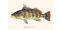 Spotted Bay Bass 130
