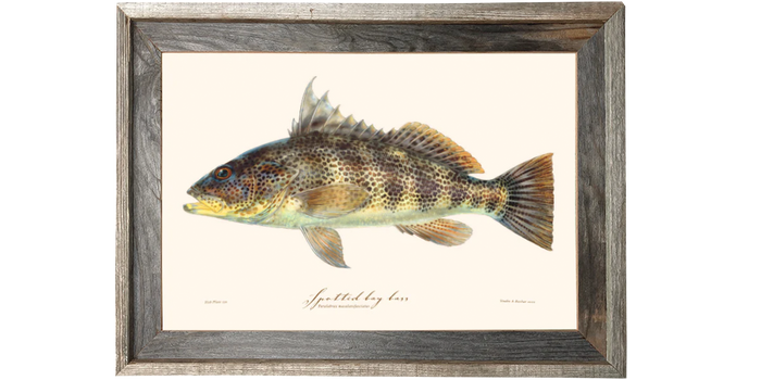 Spotted Bay Bass 130