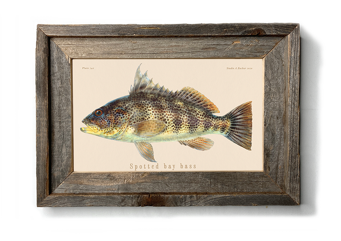 Spotted Bay Bass 130
