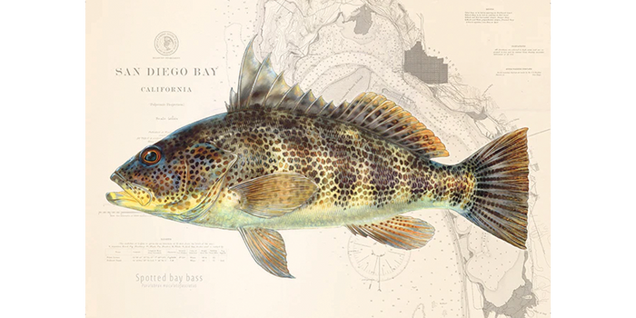 Spotted Bay Bass