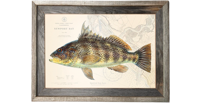 Spotted Bay Bass