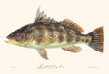 Spotted Bay Bass