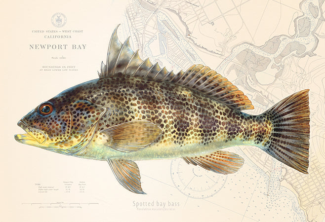 Spotted Bay Bass