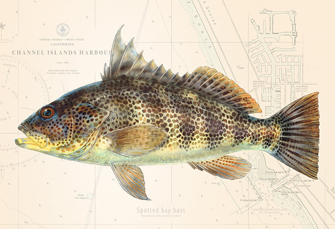 Spotted Bay Bass
